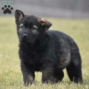 Grim, German Shepherd Puppy